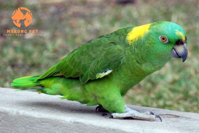 Chuyên mua bán giống vẹt Amazone tại TpHCM